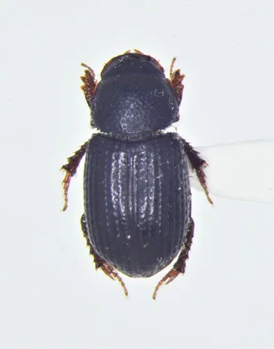 Aegialia nana