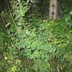 Tatarian honeysuckle thumbnail 4