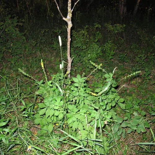roadside agrimony