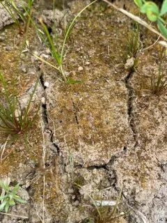 Millimetre Moss thumbnail 2