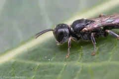 Crossocerus elongatulus thumbnail 2