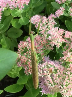 Narrow-winged Mantis thumbnail 2
