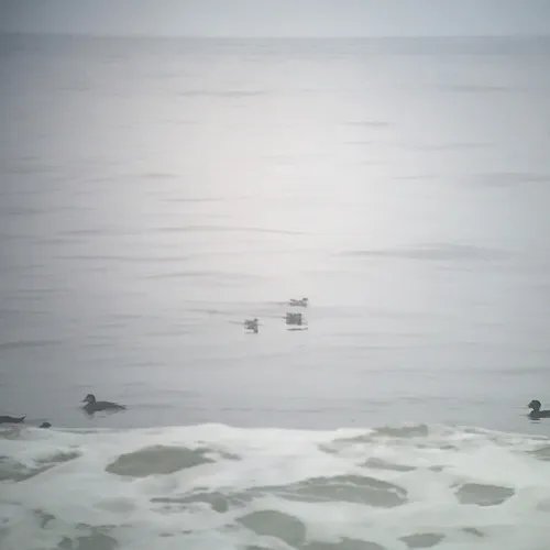 Marbled Murrelet