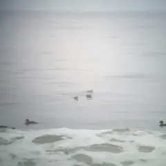 Marbled Murrelet thumbnail 1