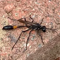 Common Thread-waisted Wasp thumbnail 2