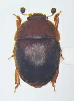 Cychramus adustus thumbnail 1