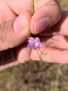 Round-stem False Foxglove thumbnail 1