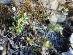 spear-fruited draba thumbnail 4