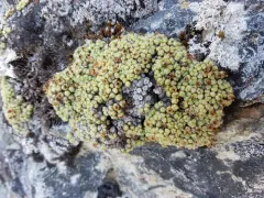 Cushion Saxifrage thumbnail 2