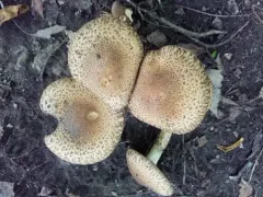Lacrymaria echiniceps thumbnail 4