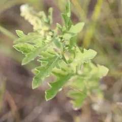 western ragweed thumbnail 4