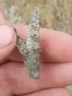 Caerulean-winged Grasshopper thumbnail 2