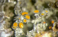 Caloplaca stillicidiorum thumbnail 2