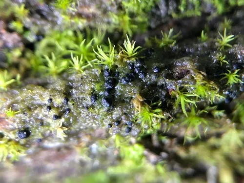 Micarea melaena
