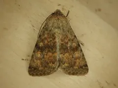 Sympistis regina thumbnail 2