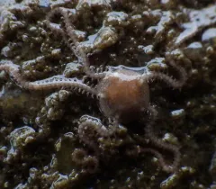 Dwarf Brittle Star thumbnail 3