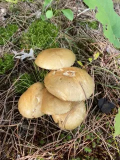 Suillus intermedius thumbnail 2