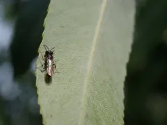 Passaloecus monilicornis thumbnail 2