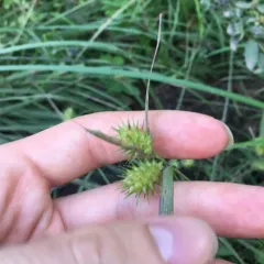 sallow sedge thumbnail 3