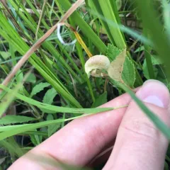 Dasineura salicifoliae thumbnail 4