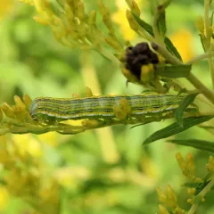 Asteroid Moth thumbnail 2