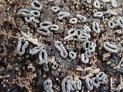 Sooty Bark Canker thumbnail 3