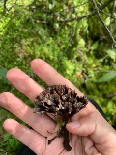 Thelephora anthocephala thumbnail 3