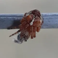 Fierce Orbweaver thumbnail 1