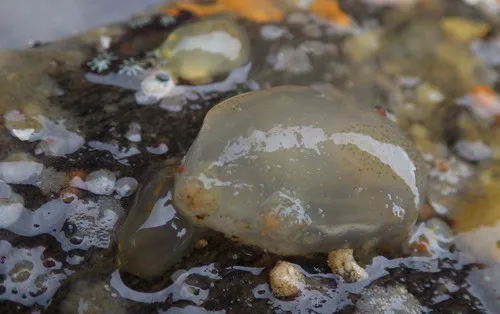 Orange-tipped Sea Squirt