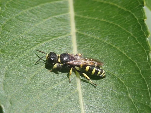 Crabro advena