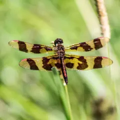 Halloween Pennant thumbnail 4