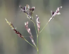 Purple Sandgrass thumbnail 2