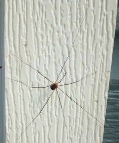 Nelima elegans thumbnail 3