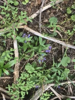 Mount Mazama collomia thumbnail 4