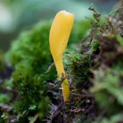 orange earthtongue thumbnail 2
