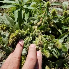 Redroot Amaranth thumbnail 2