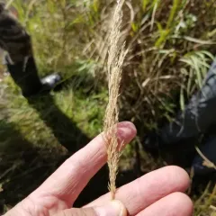 canadian bluejoint thumbnail 3