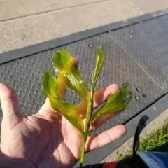 white-stemmed pondweed thumbnail 2