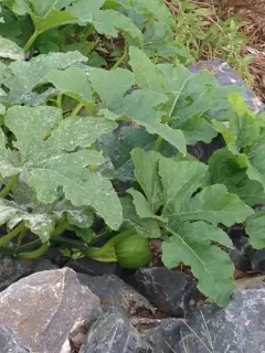 Squash thumbnail 4