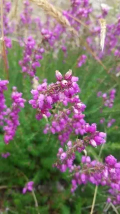 Bell Heather thumbnail 2