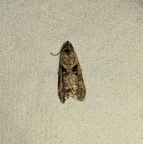 Lotisma trigonana