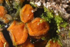 Ramsbottomia crechqueraultii thumbnail 3