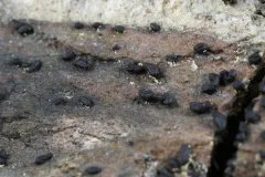 Hysterium pulicare thumbnail 4