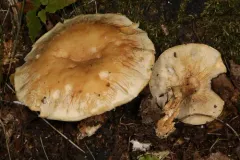 Leucopaxillus laterarius thumbnail 1