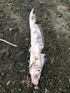 King-of-the-salmon thumbnail 2