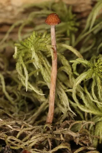 Sphagnum Bell