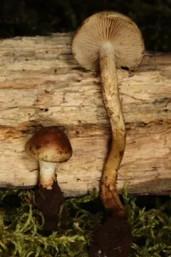 rooting brownie thumbnail 2