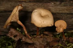 trunk funnel thumbnail 3