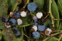 Monilinia vaccinii-corymbosi thumbnail 4