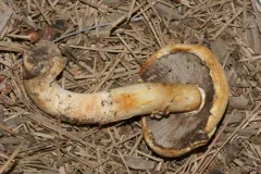Agaricus albolutescens thumbnail 2